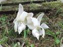 Stanhopea grandiflora